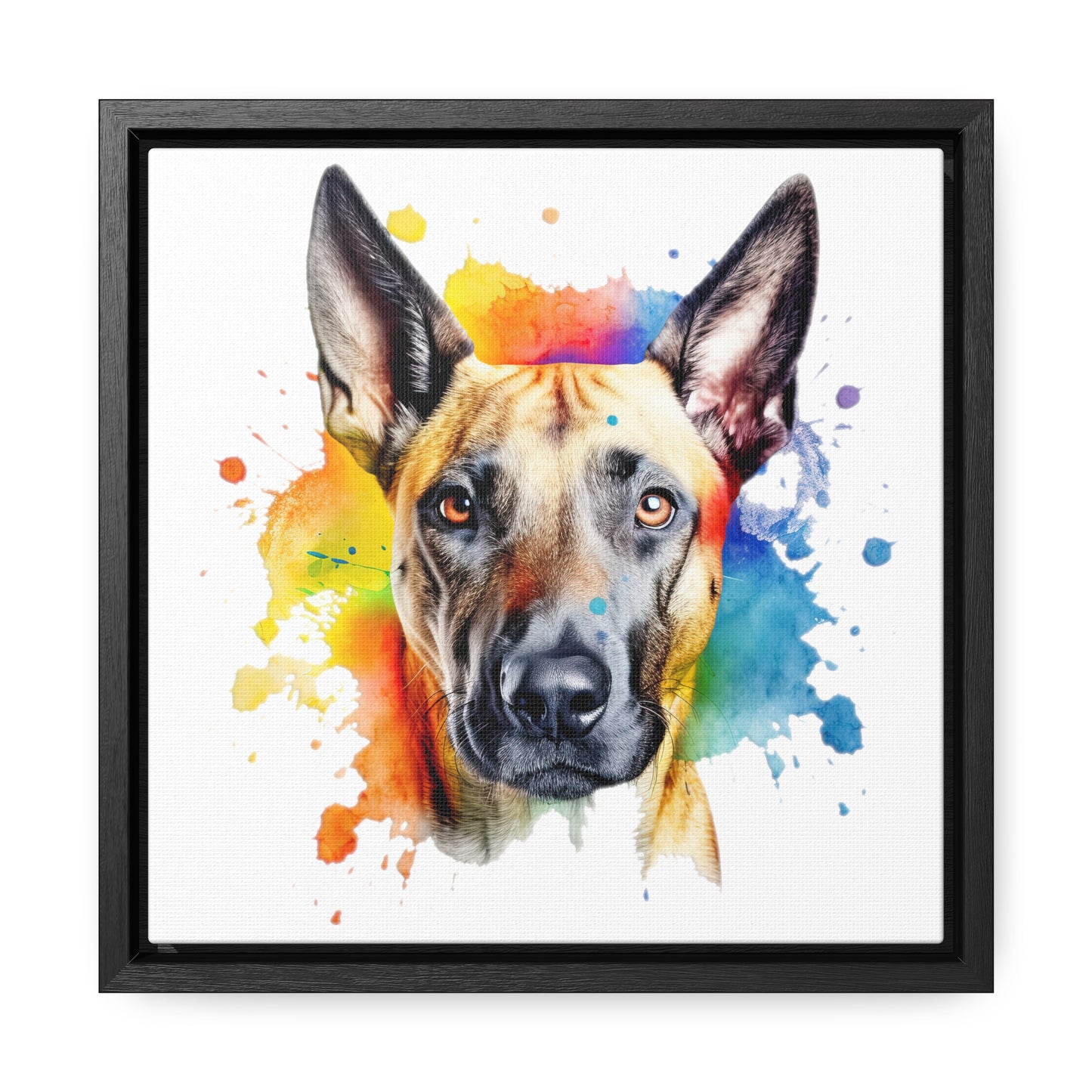 Belgium Malinois 3 Gallery Canvas Wraps, Square Frame