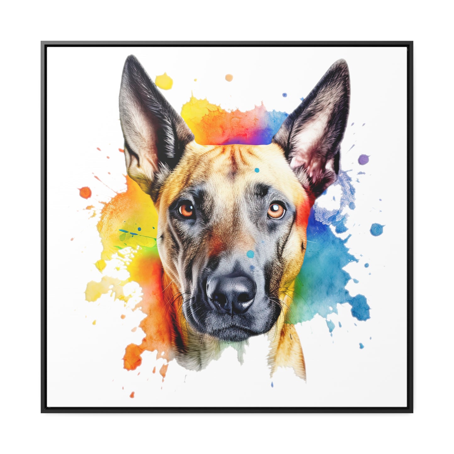 Belgium Malinois 3 Gallery Canvas Wraps, Square Frame