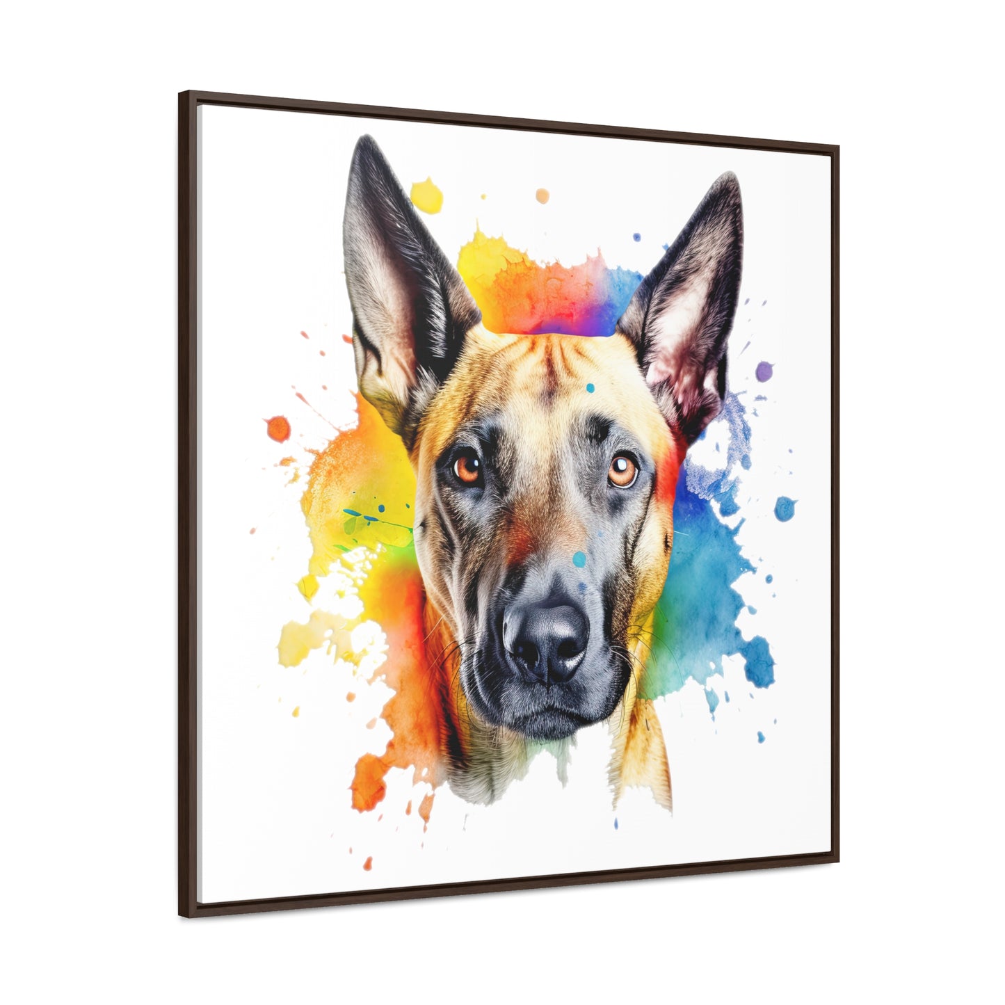 Belgium Malinois 3 Gallery Canvas Wraps, Square Frame