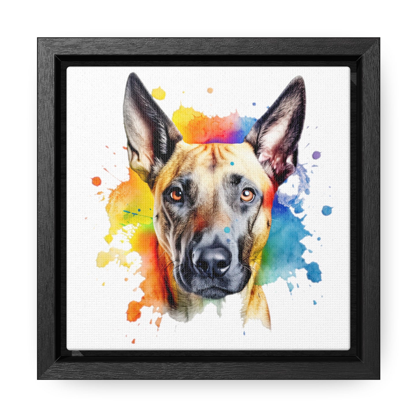 Belgium Malinois 3 Gallery Canvas Wraps, Square Frame