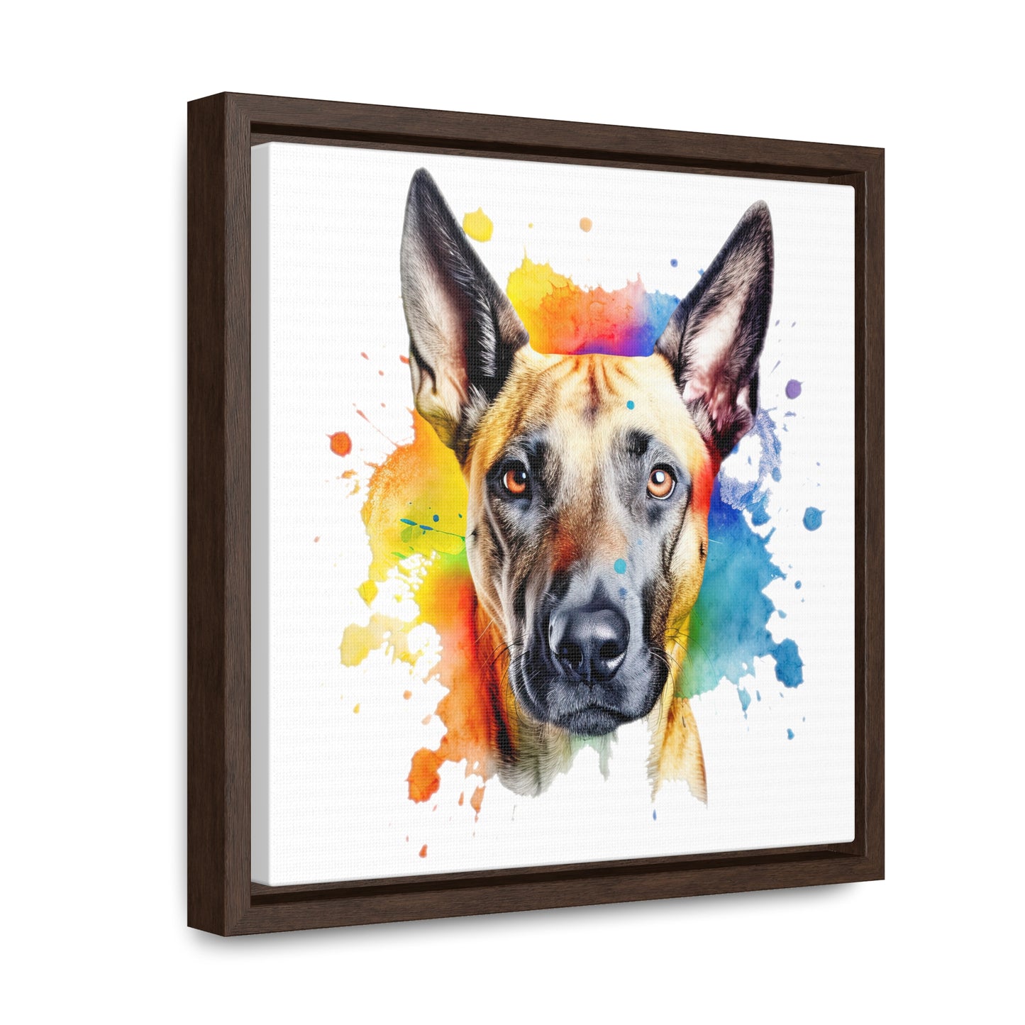 Belgium Malinois 3 Gallery Canvas Wraps, Square Frame