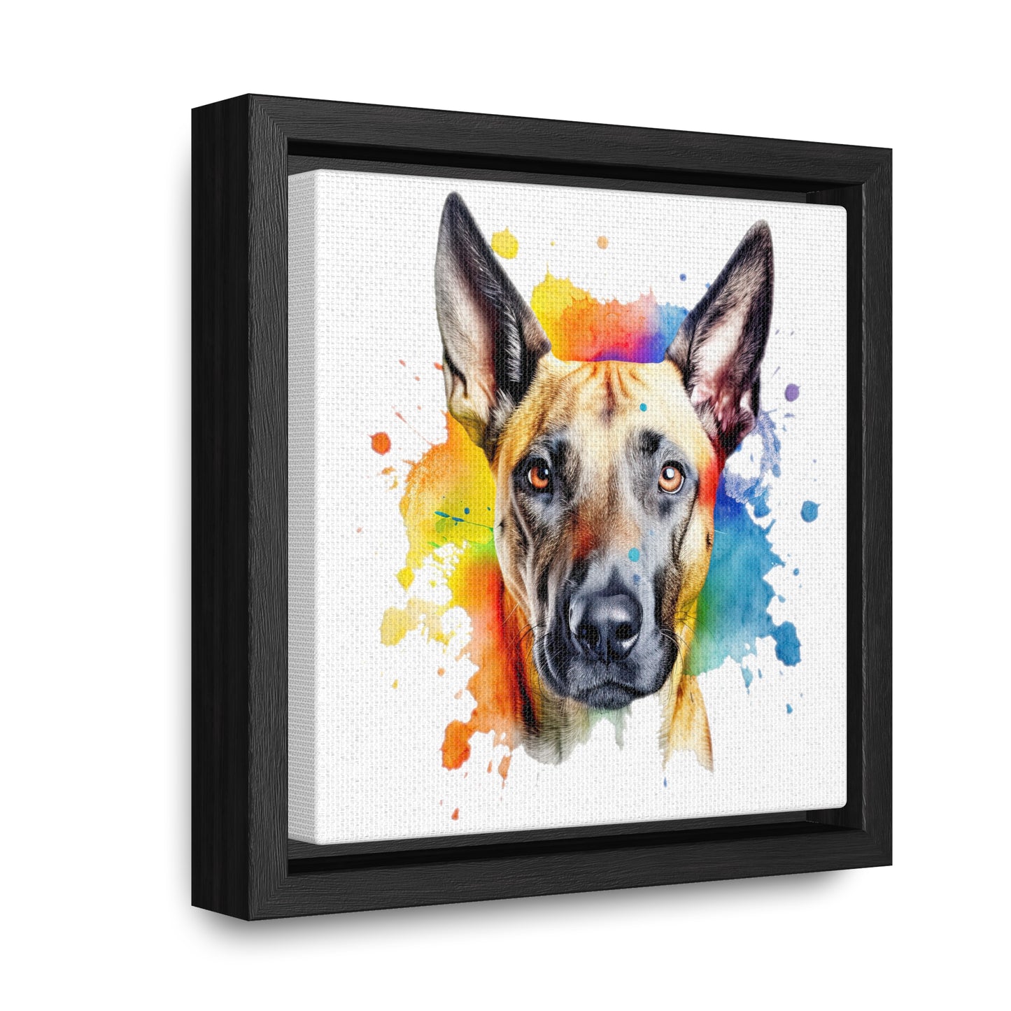 Belgium Malinois 3 Gallery Canvas Wraps, Square Frame