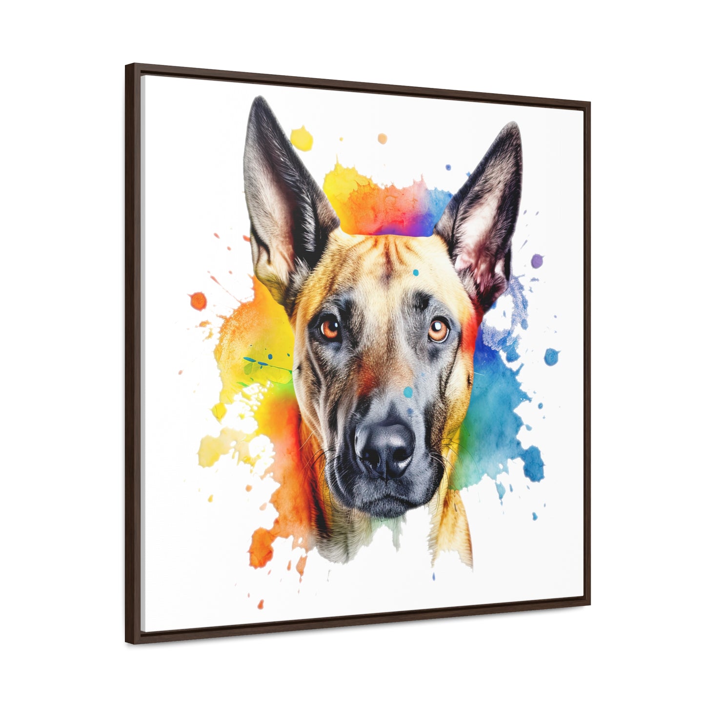 Belgium Malinois 3 Gallery Canvas Wraps, Square Frame