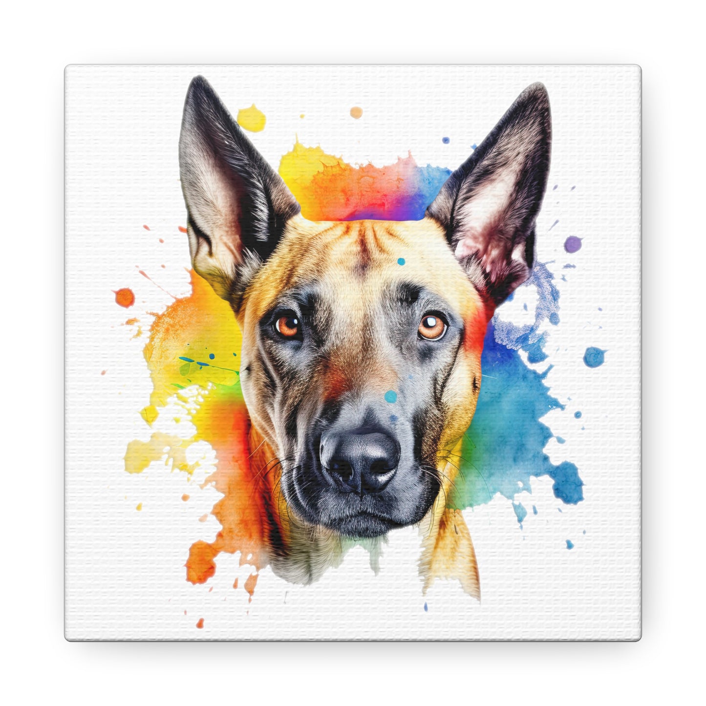 Belgium Malinois 3 Canvas Gallery Wraps