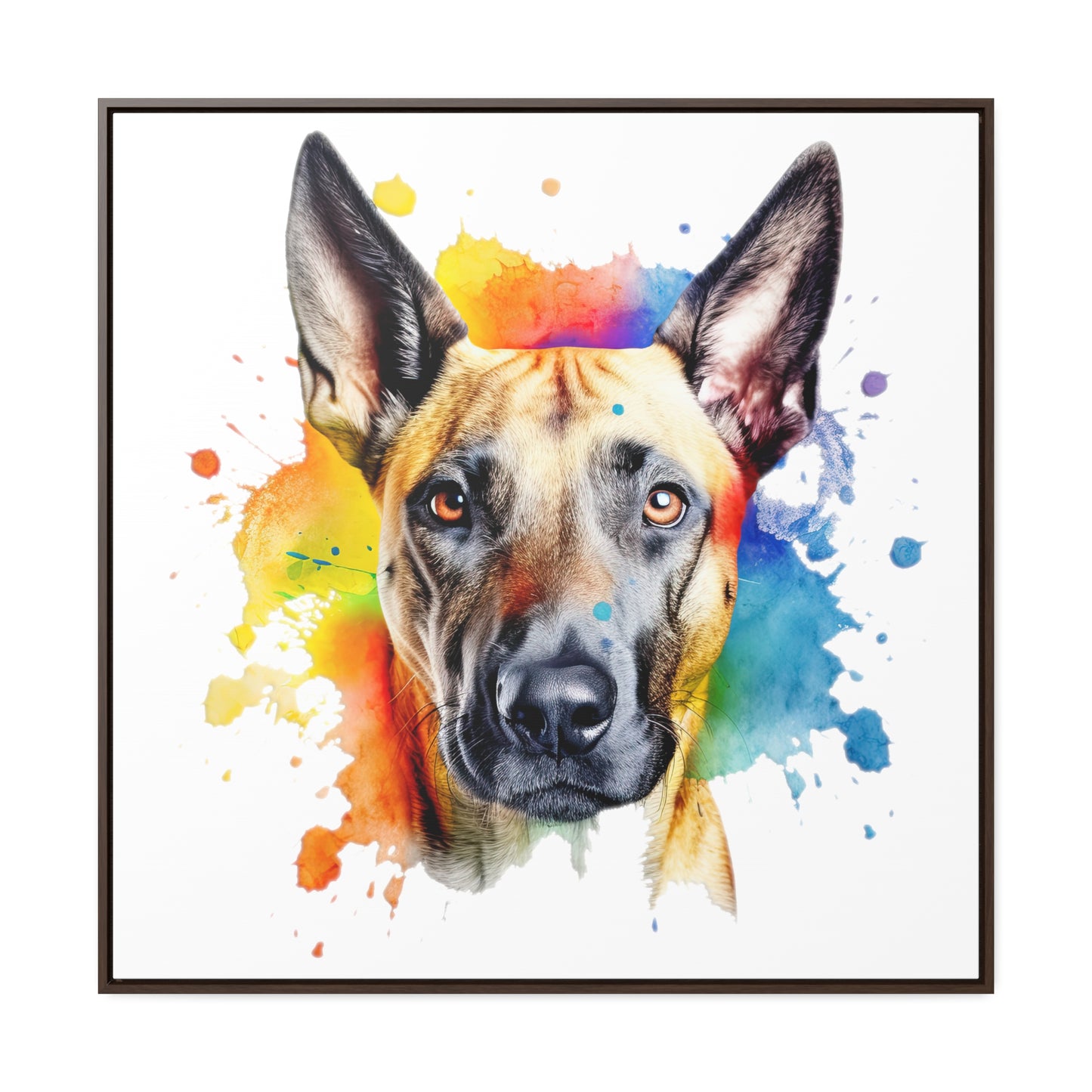 Belgium Malinois 3 Gallery Canvas Wraps, Square Frame