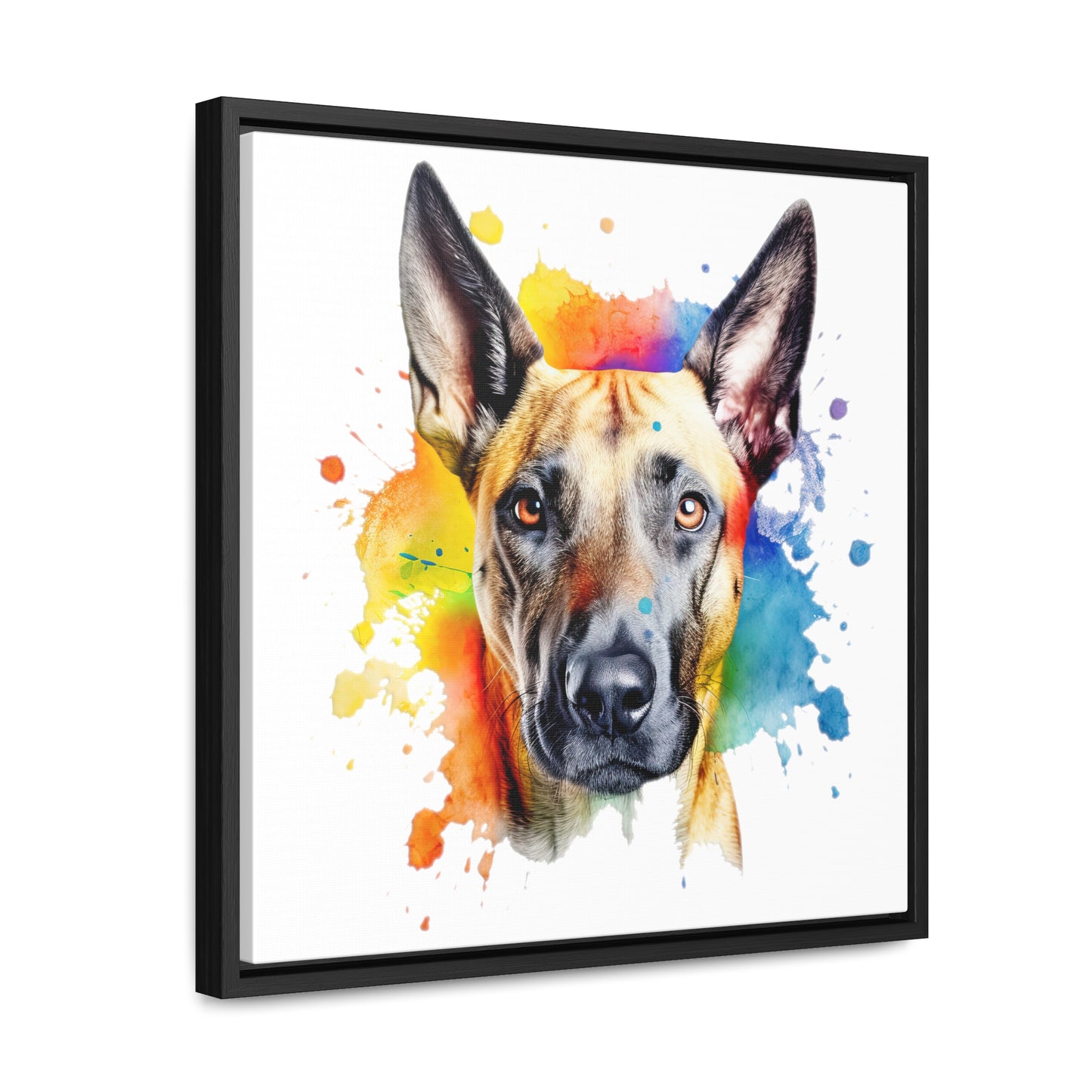 Belgium Malinois 3 Gallery Canvas Wraps, Square Frame