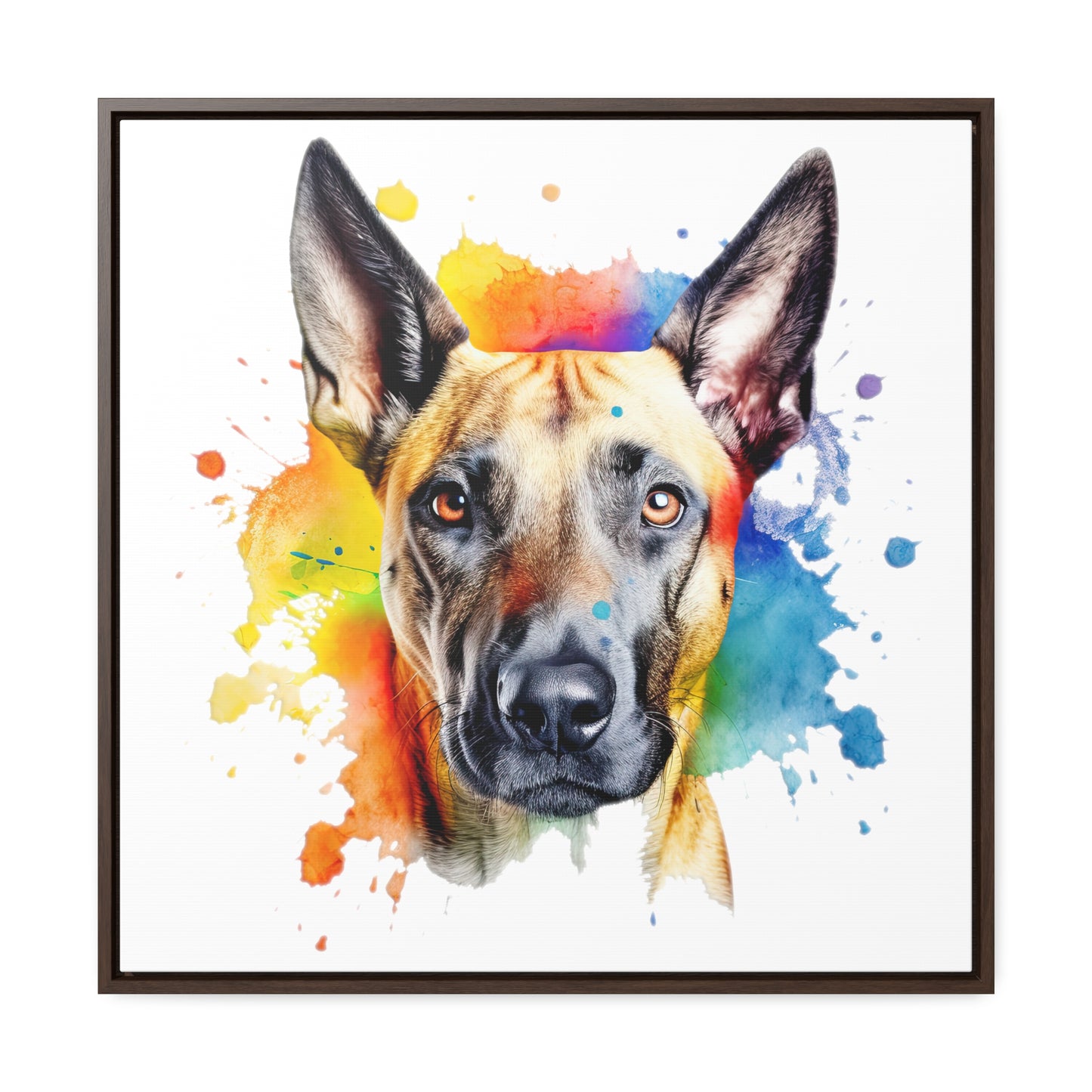 Belgium Malinois 3 Gallery Canvas Wraps, Square Frame