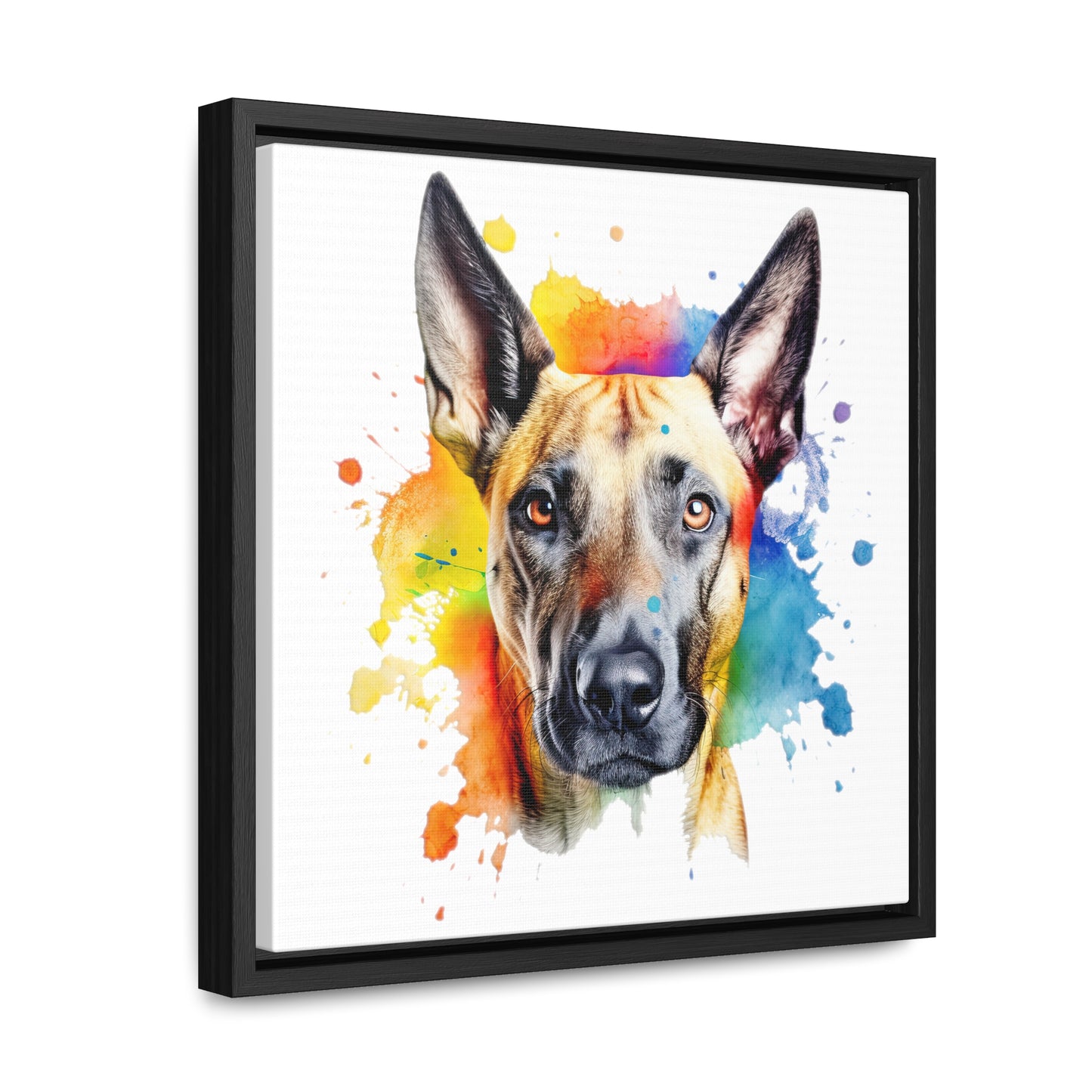 Belgium Malinois 3 Gallery Canvas Wraps, Square Frame
