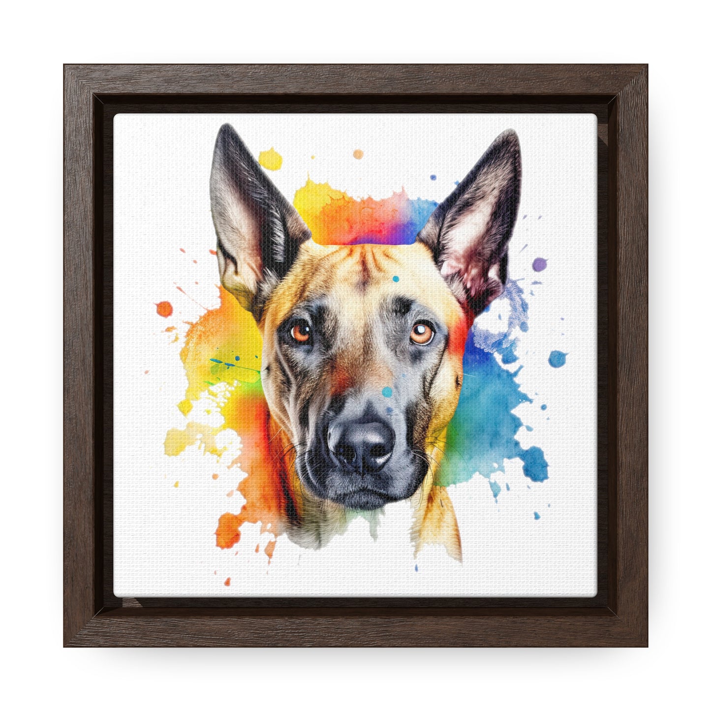 Belgium Malinois 3 Gallery Canvas Wraps, Square Frame