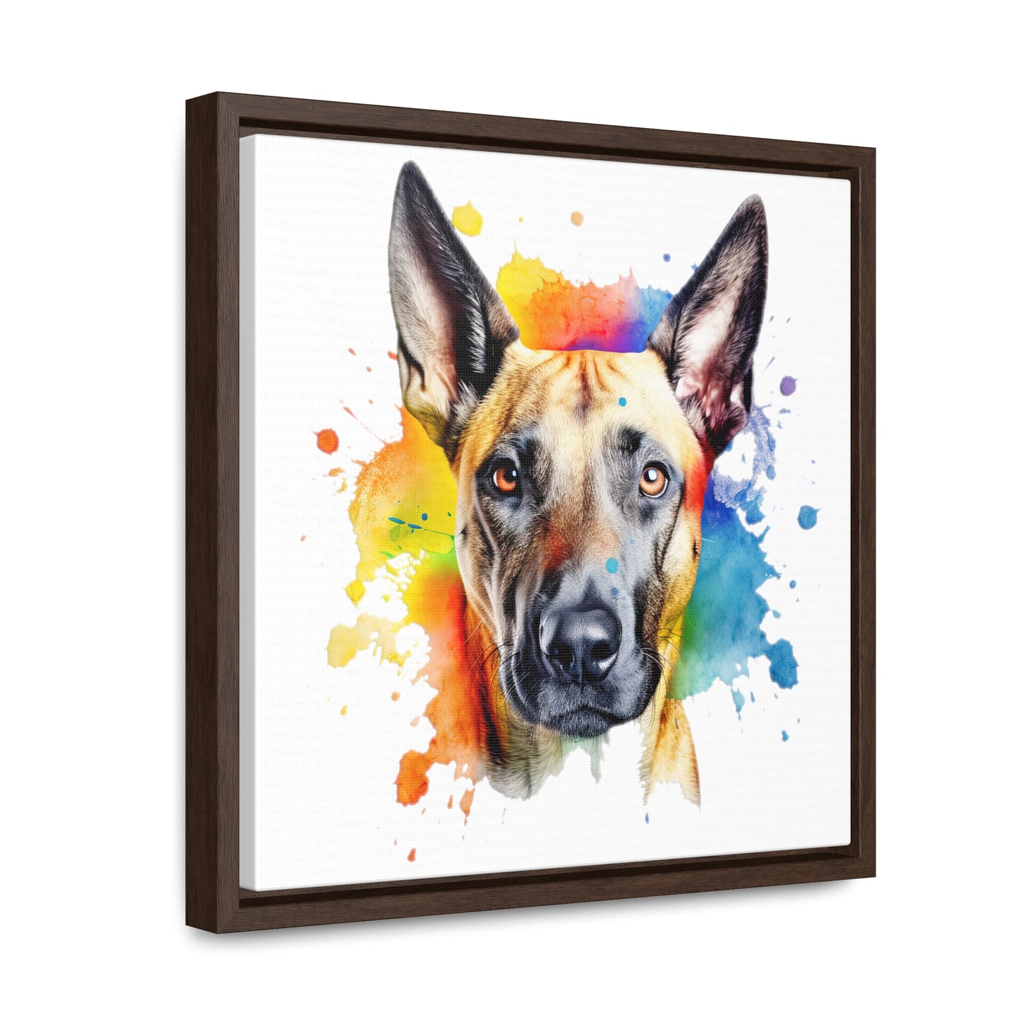 Belgium Malinois 3 Gallery Canvas Wraps, Square Frame