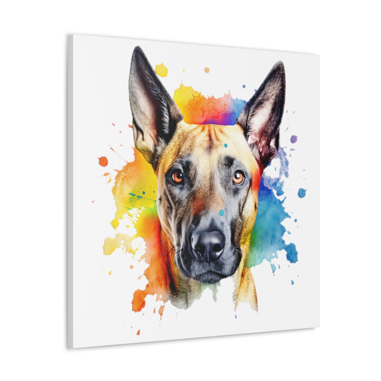 Belgium Malinois 3 Canvas Gallery Wraps