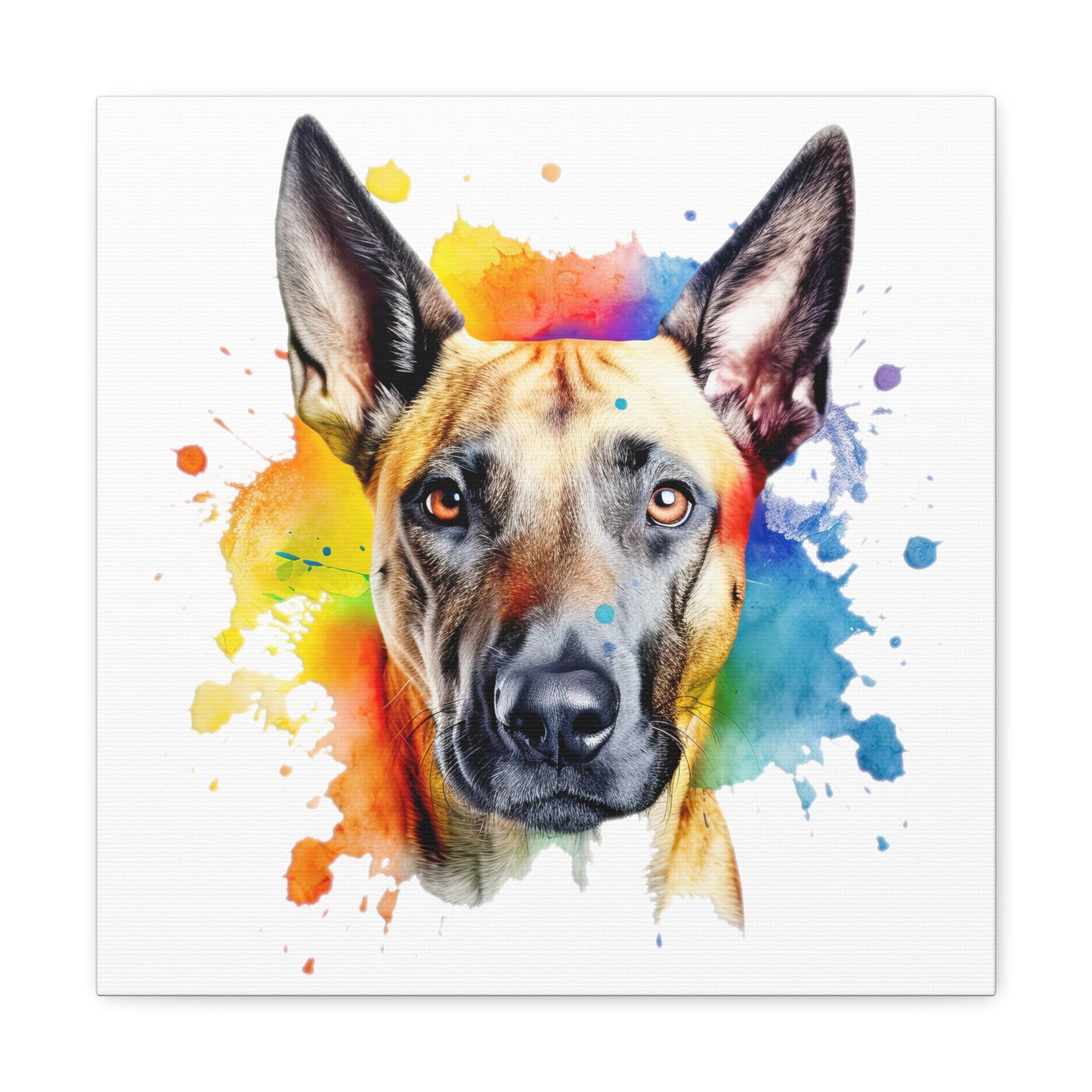Belgium Malinois 3 Canvas Gallery Wraps