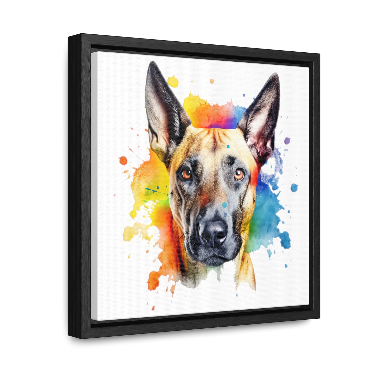 Belgium Malinois 3 Gallery Canvas Wraps, Square Frame