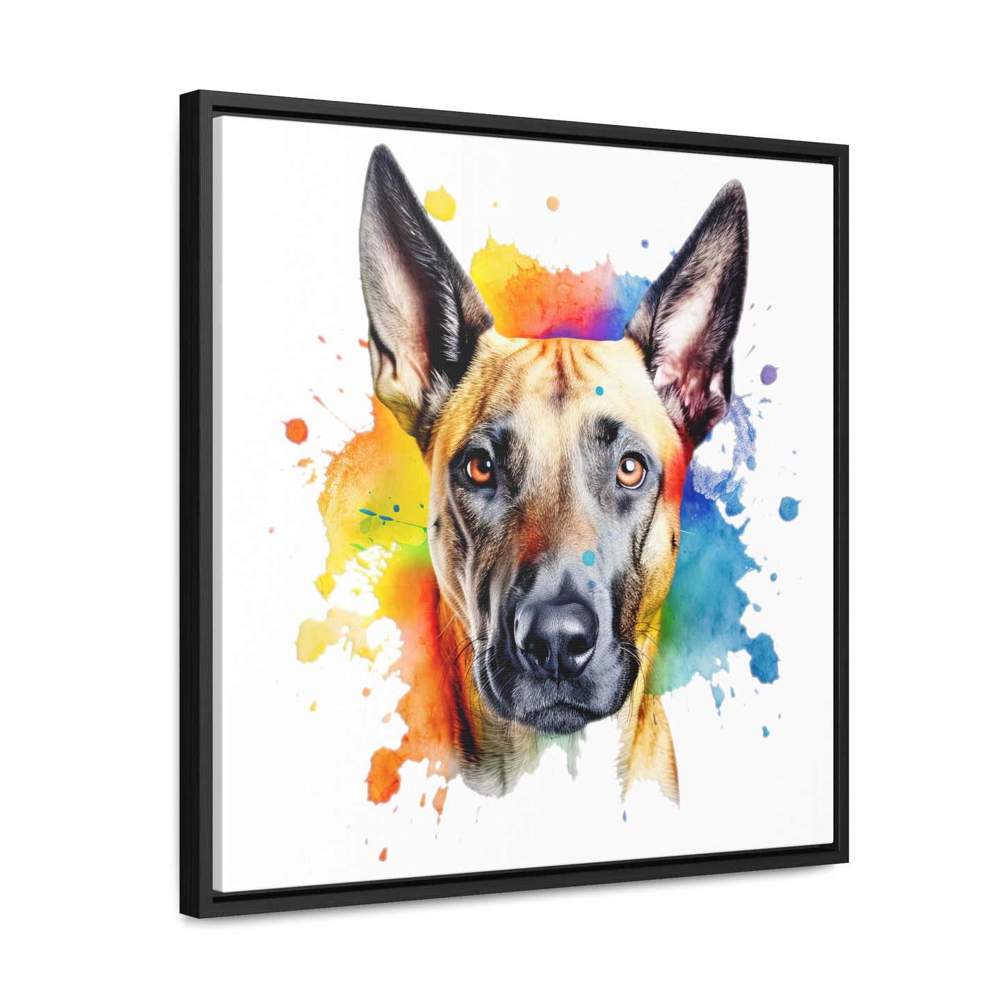 Belgium Malinois 3 Gallery Canvas Wraps, Square Frame