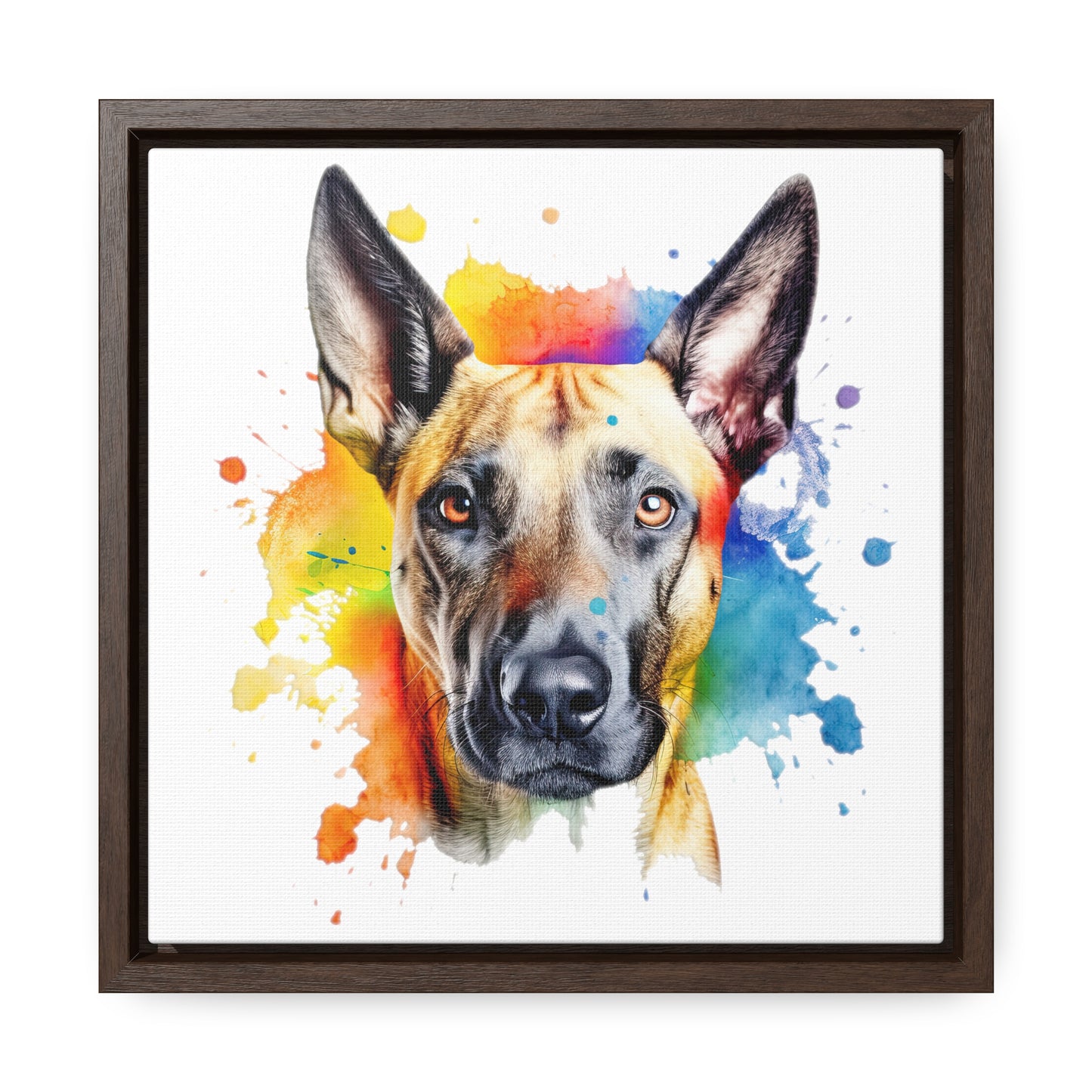 Belgium Malinois 3 Gallery Canvas Wraps, Square Frame