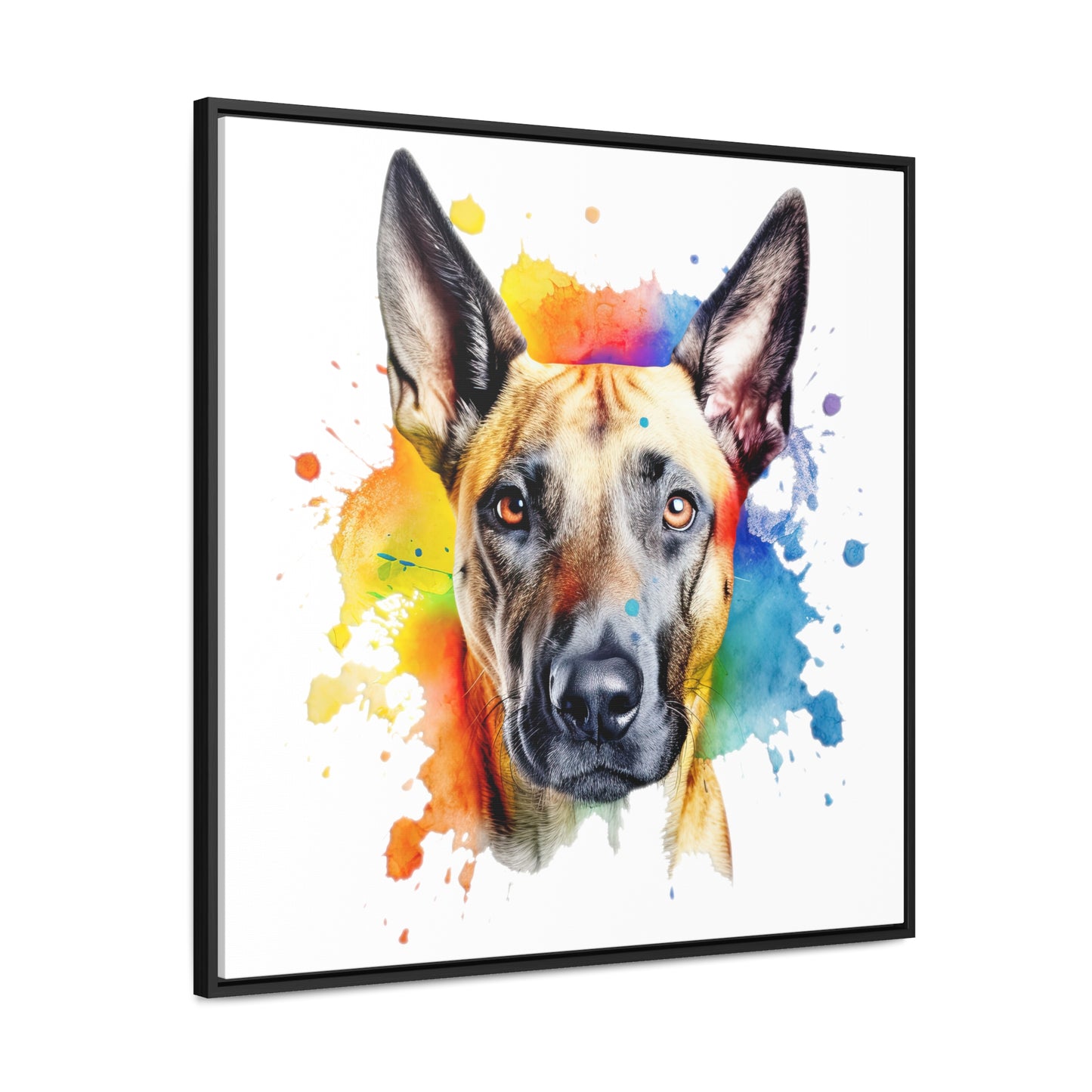 Belgium Malinois 3 Gallery Canvas Wraps, Square Frame