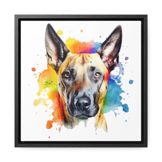Belgium Malinois 3 Gallery Canvas Wraps, Square Frame