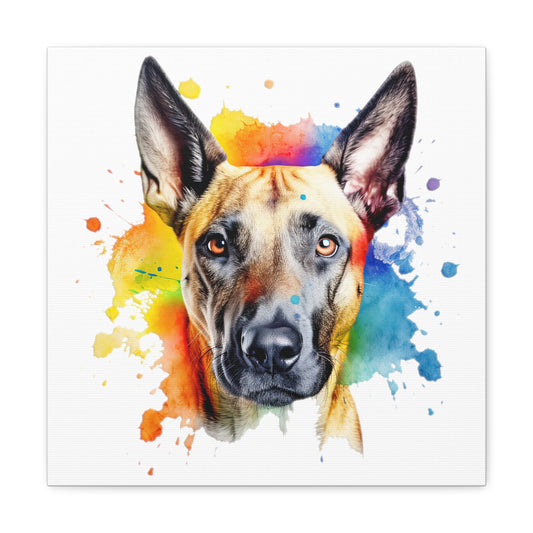 Belgium Malinois 3 Canvas Gallery Wraps
